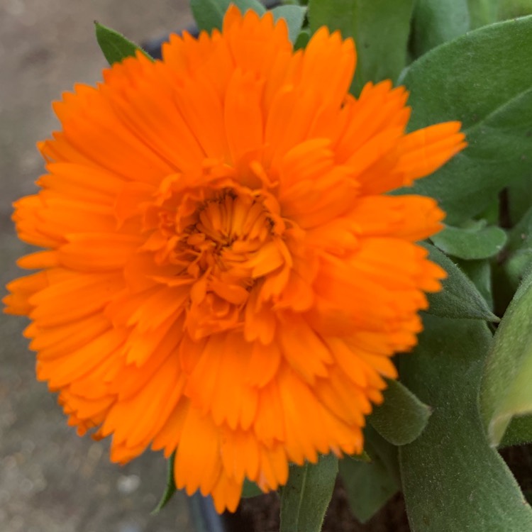 Plant image Calendula officinalis 'Orange King'