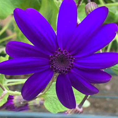 Pericallis x hybrida 'Sunseneribuba' (Senetti Series) syn. Pericallis 'Senetti Blue Bicolor'