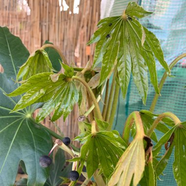 Fatsia japonica 'Spider's Web'