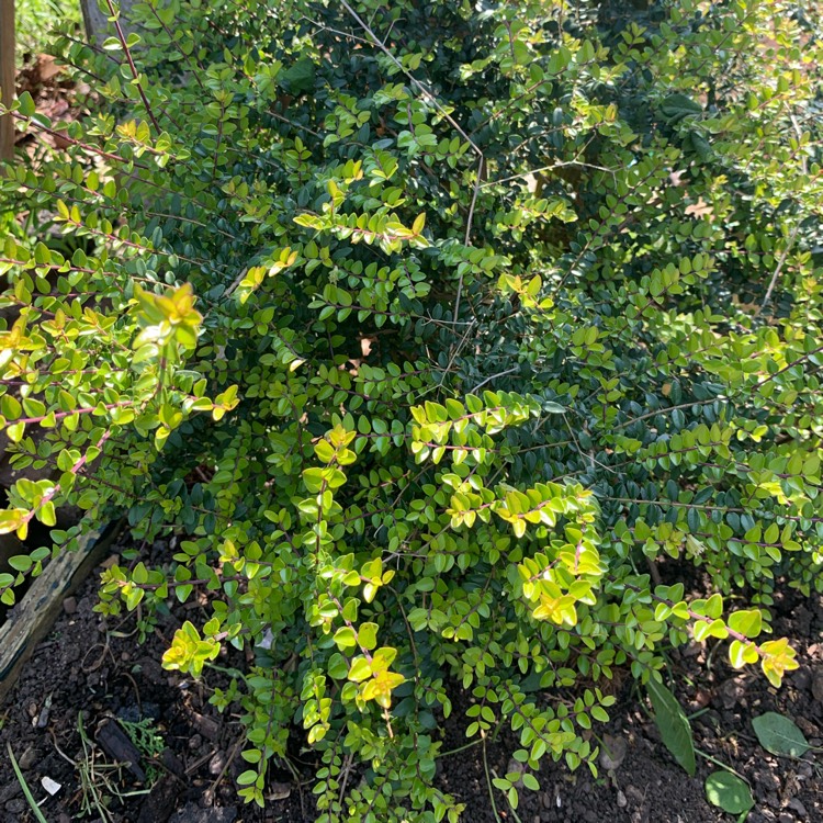 Plant image Lonicera ligustrina 'Elegant' syn. Lonicera nitida 'Elegant'