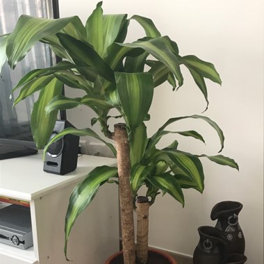 Dracaena