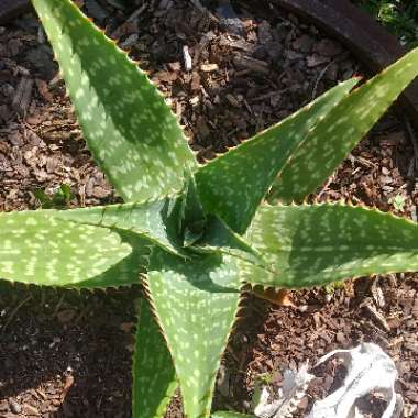 Aloe Saponaria