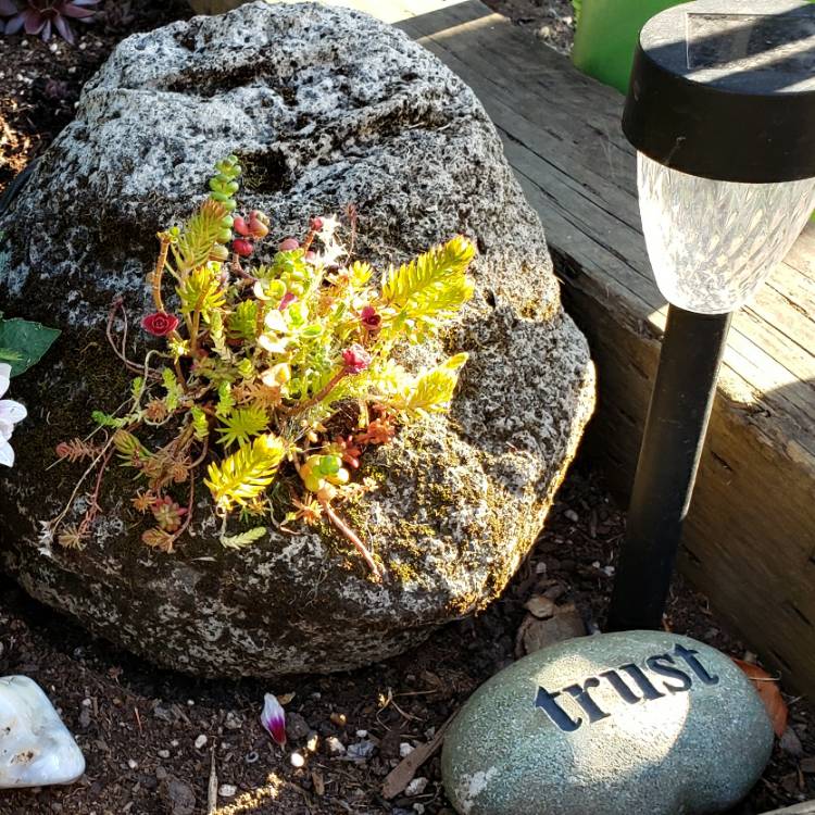 Plant image Sedum Spurium 'Voodoo'