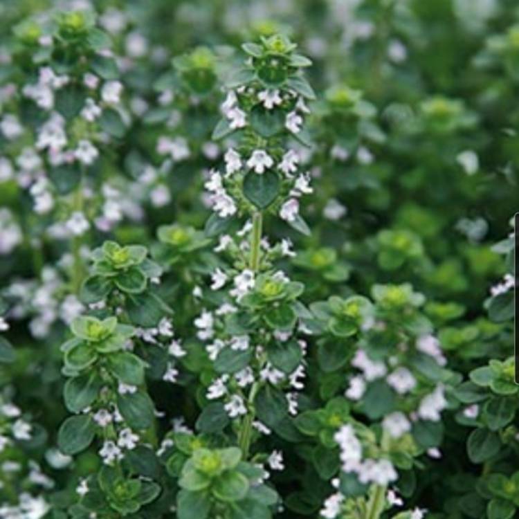 Plant image Thymus Vulgaris 'German'