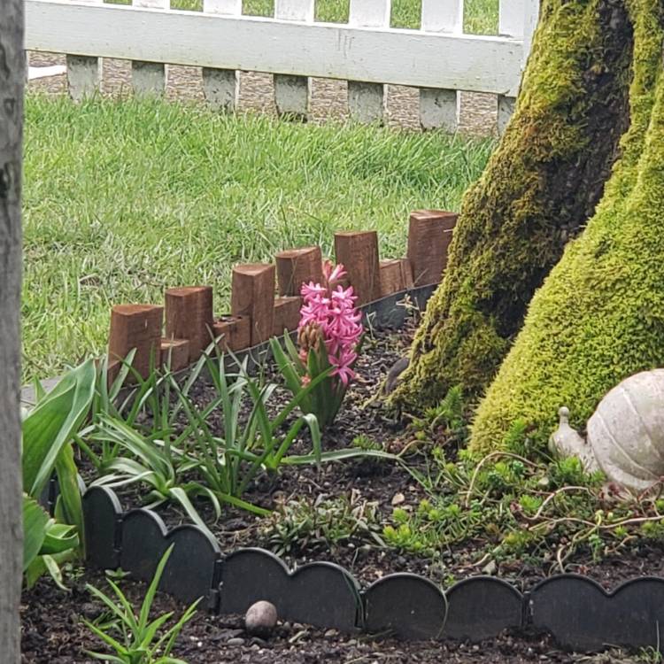 Plant image Hyacinthus orientalis 'Pink Festival'