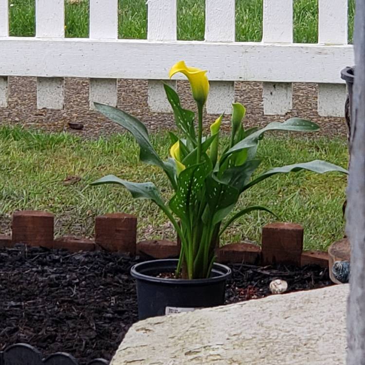 Plant image Zantedeschia 'Sunshine'