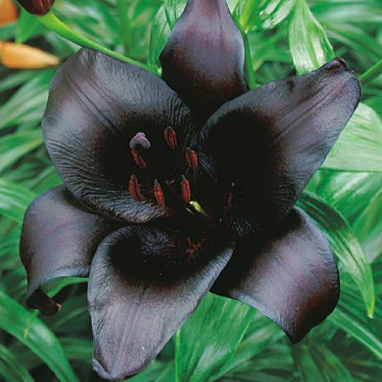 Plant image Lilium 'Black Charm'