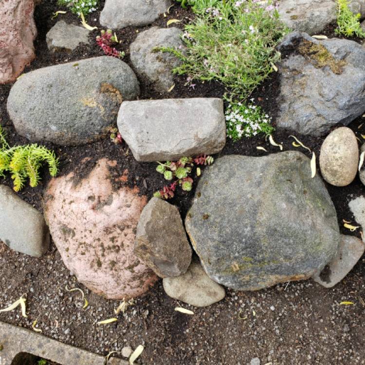 Plant image Sedum Spurium 'Red Carpet'