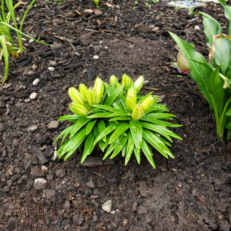 Plant image Lilium 'Tiny Double You'