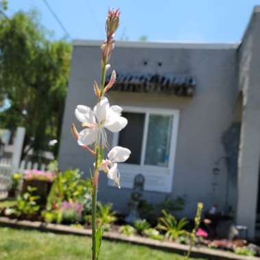 Oenothera lindheimeri 'Sparkle White' syn. Gaura lindheimeri 'Sparkle White'