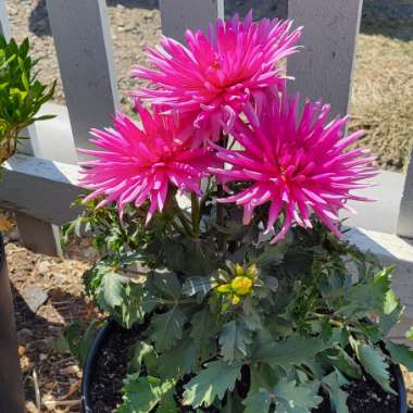 Dahlia 'Candy Keene'