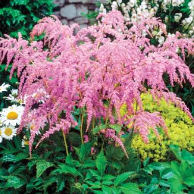 Astilbe 'Straussenfeder'