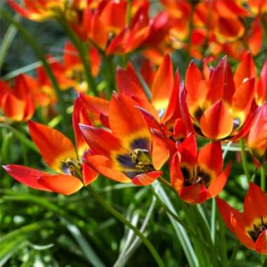 Tulipa 'Little Princess'