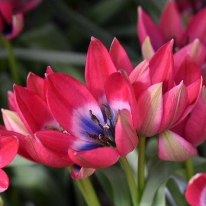 Plant image Tulipa 'Little Beauty' syn. Tulipa humilis 'Little Beauty'