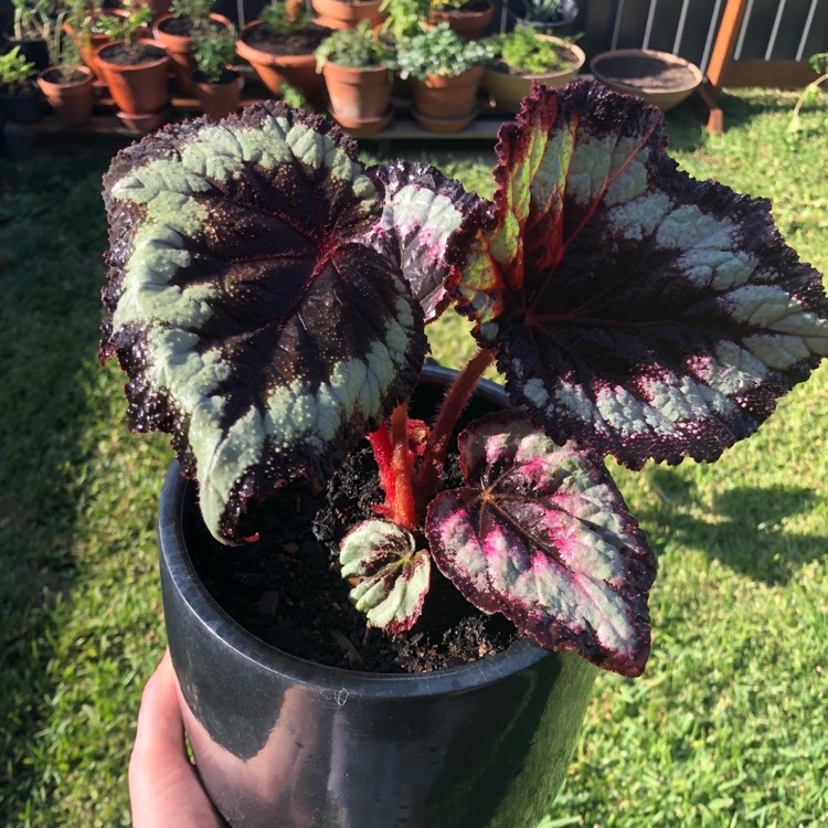 Plant image Begonia (Rex Cultorum Group) 'Rocheart' syn. Begonia rex 'Rocheart'