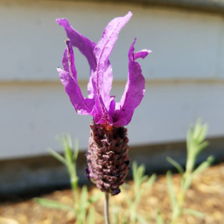 Plant image Lavandula stoechas 'Florvendula Deep Purple' (Little Bee Series) syn. Lavandula stoechas 'Little Bee Deep Purple'