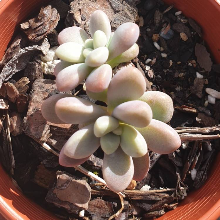 Plant image Graptopetalum Ellen