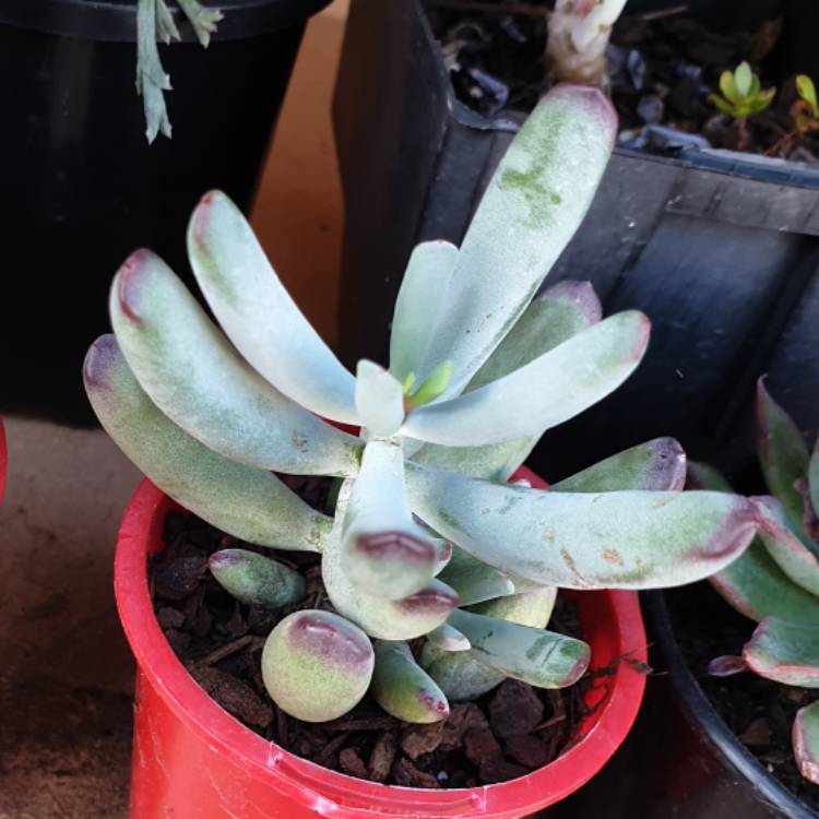 Plant image Cotyledon 'Happy Young Lady'