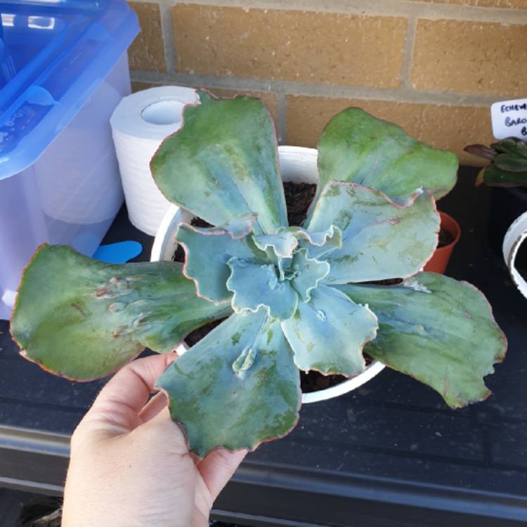 Plant image Echeveria Barbillion