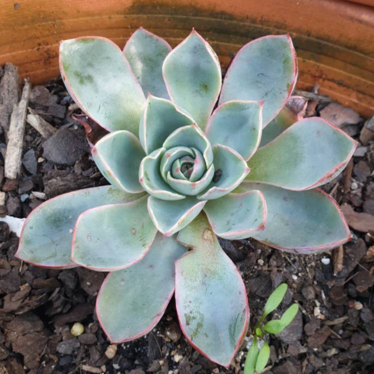 Plant image Echeveria Hera