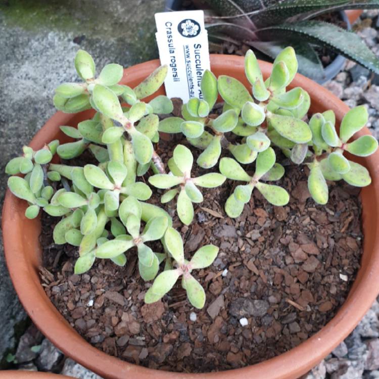 Plant image Crassula rogersii