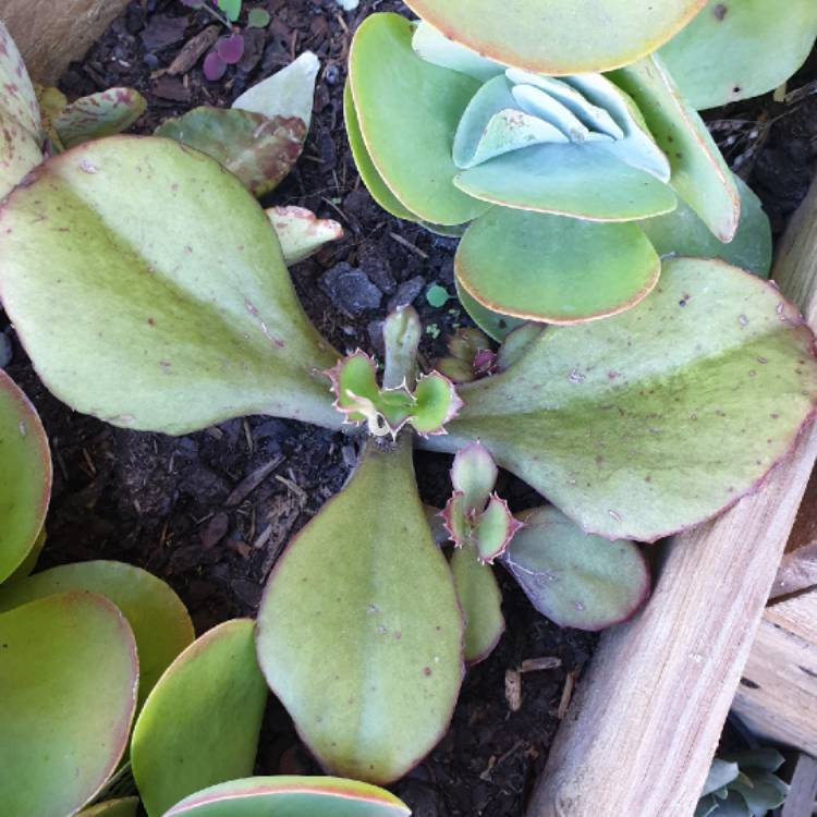 Plant image Kalanchoe Synsepala 'Gremlin'