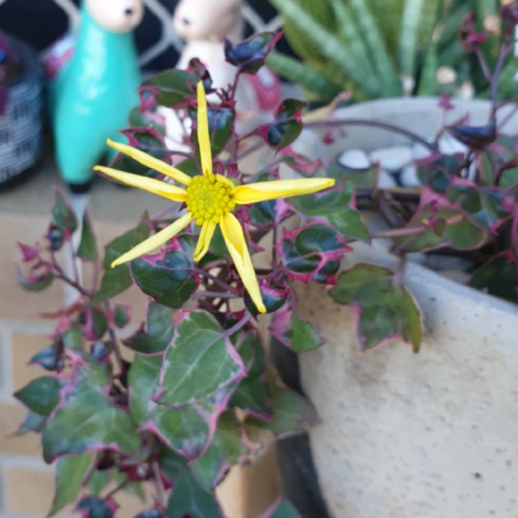 Plant image Senecio macroglossus 'Variegatus'