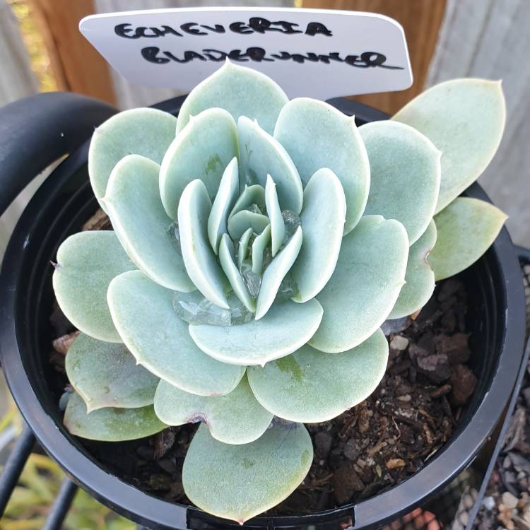 Plant image Echeveria Bladerunner