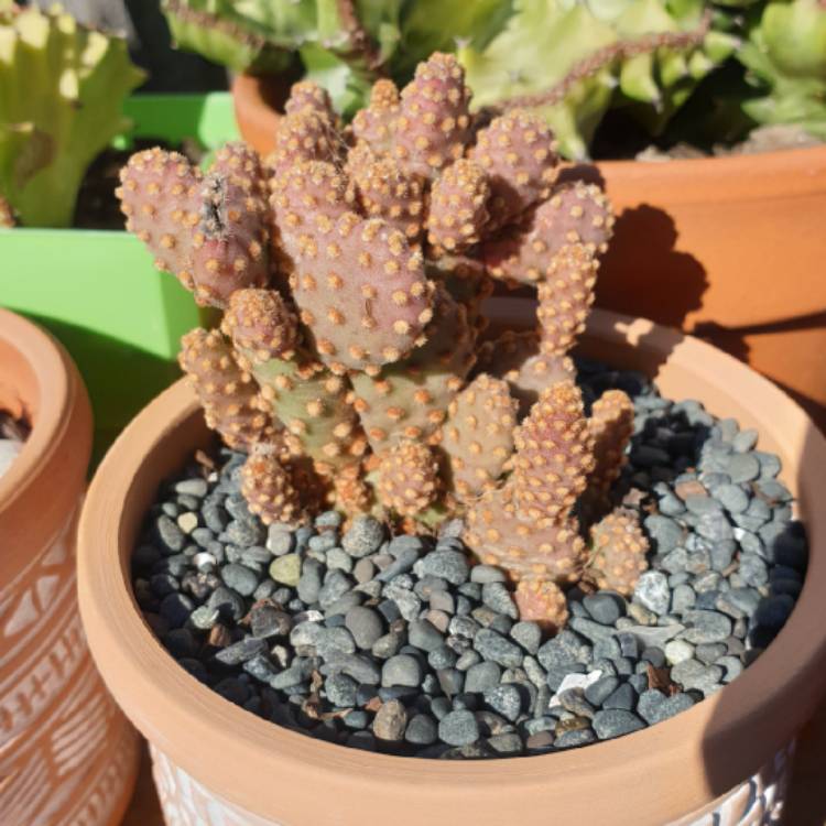 Plant image Opuntia rufida minima 'Monstrose'