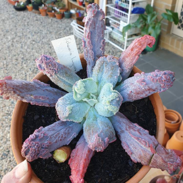 Plant image Echeveria Linguas