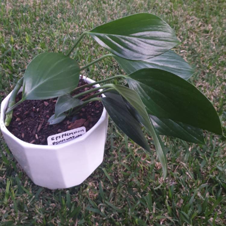 Plant image Epipremnum pinnatum  syn. Monstera pinnata, Philodendron pinnatum, Pothos pinnatus, Rhaphidophora pinnata, Scindapsus pinnatus