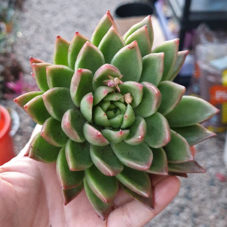 Plant image Echeveria Green Waterlily