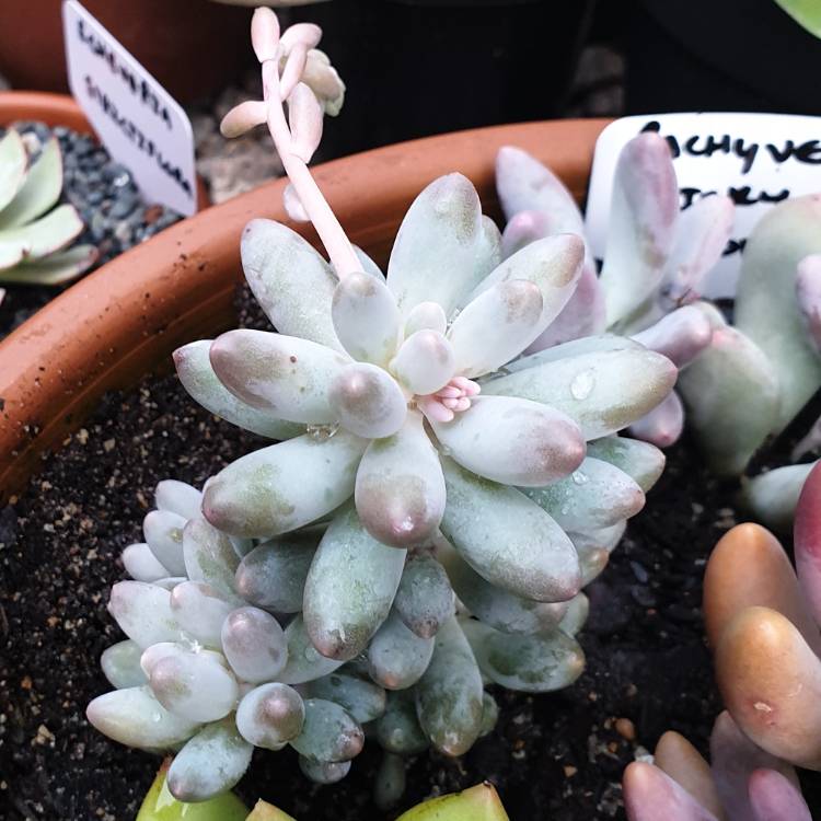 Plant image Pachyphytum machucae