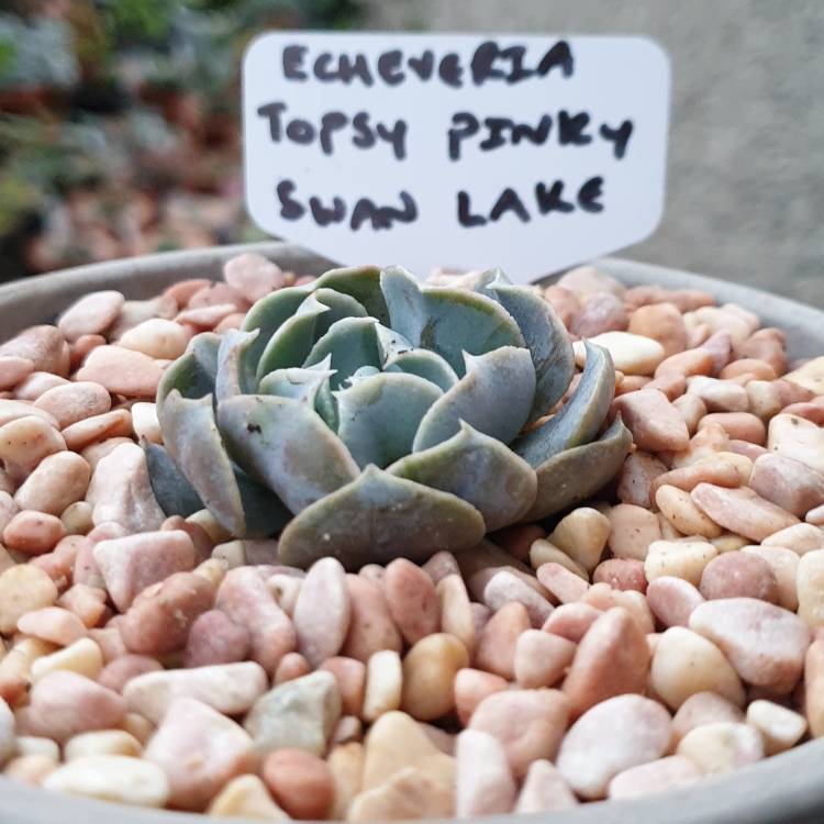 Plant image Echeveria Doppler