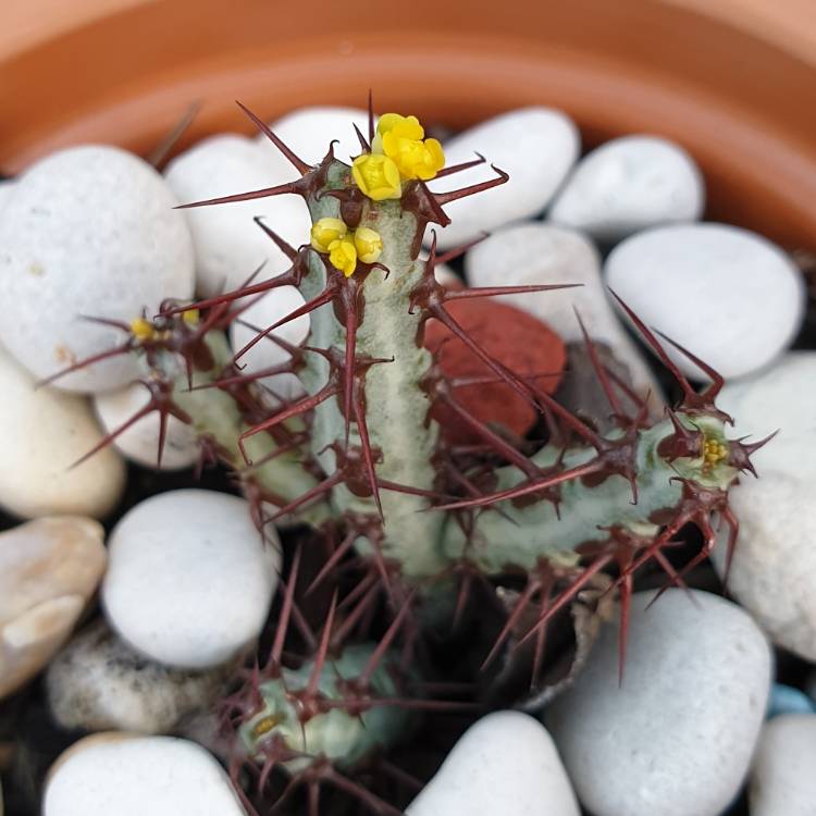 Plant image Euphorbia Aeruginosa var. Minor