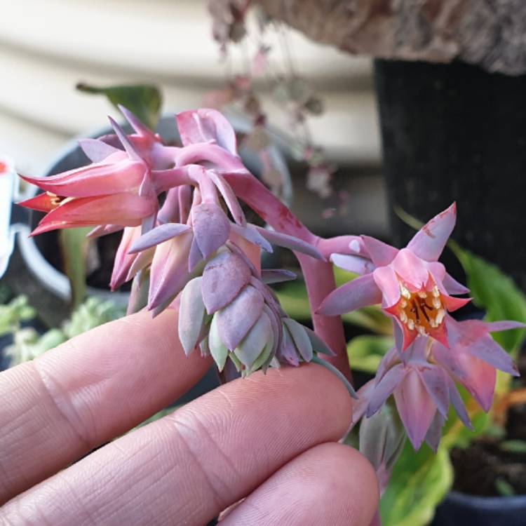 Plant image Echeveria Pallida