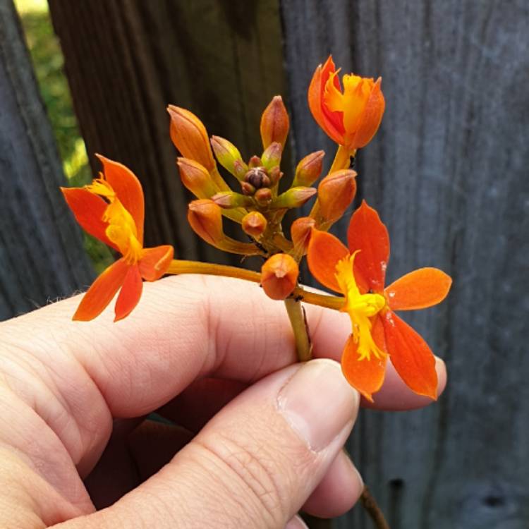 Plant image Epidendrum