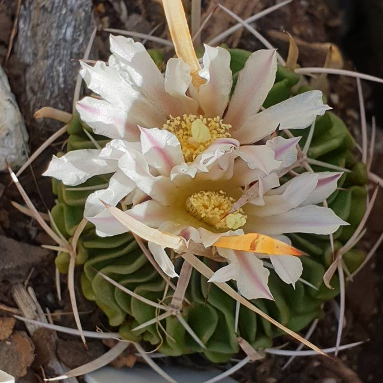 Plant image Stenocactus crispatus syn.Echinofossulocactus lamellosus,Stenocactus lamellosus