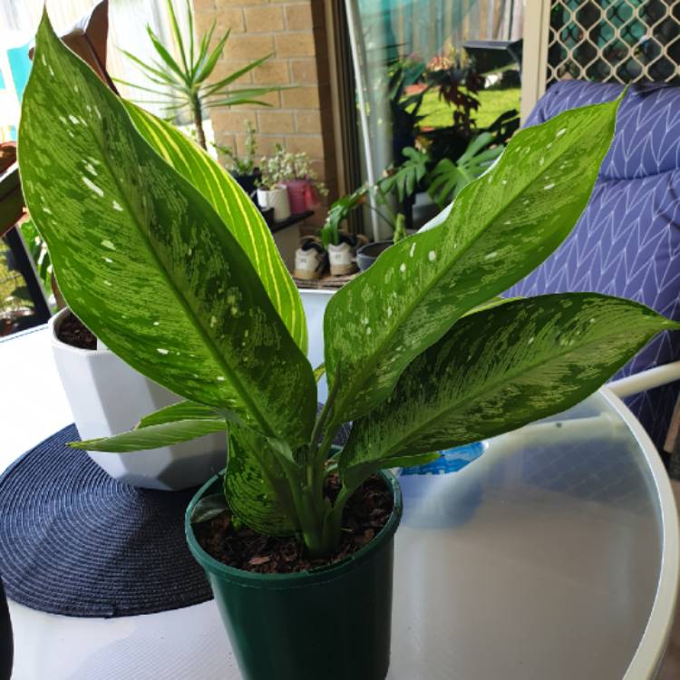 Plant image Dieffenbachia Maculata 'Tropical Tiki'