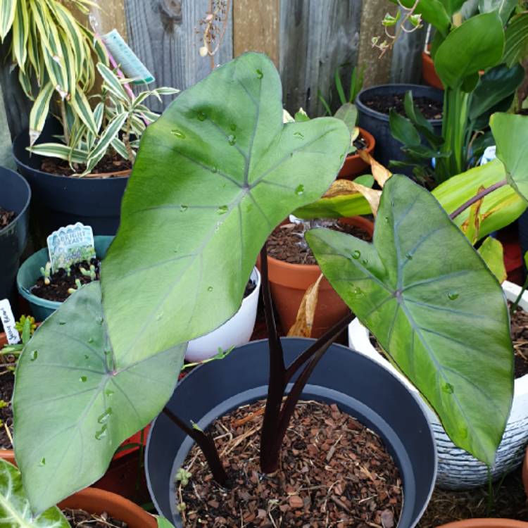 Plant image Colocasia esculenta 'Fontanesii' syn. Colocasia esculenta 'Black Stem'