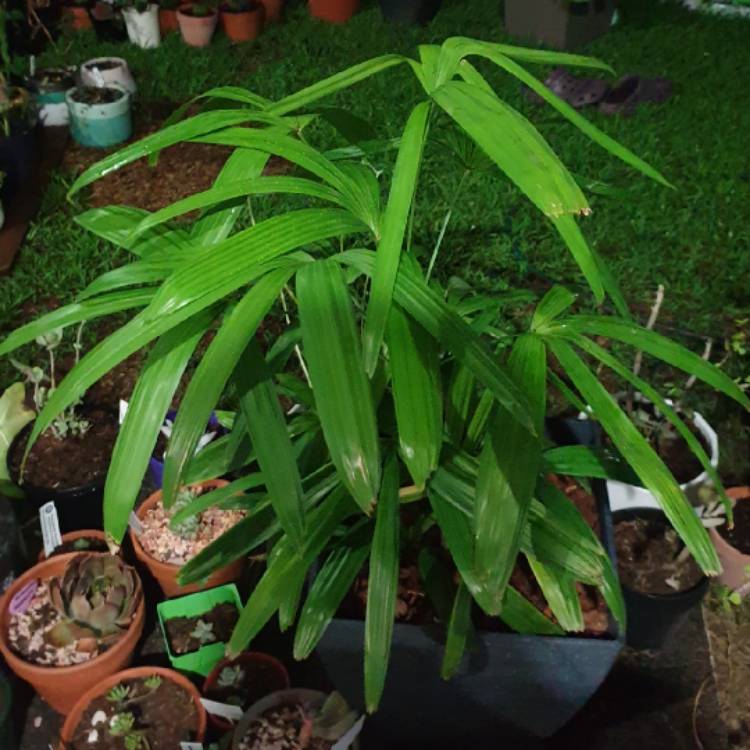 Plant image Rhapis excelsa