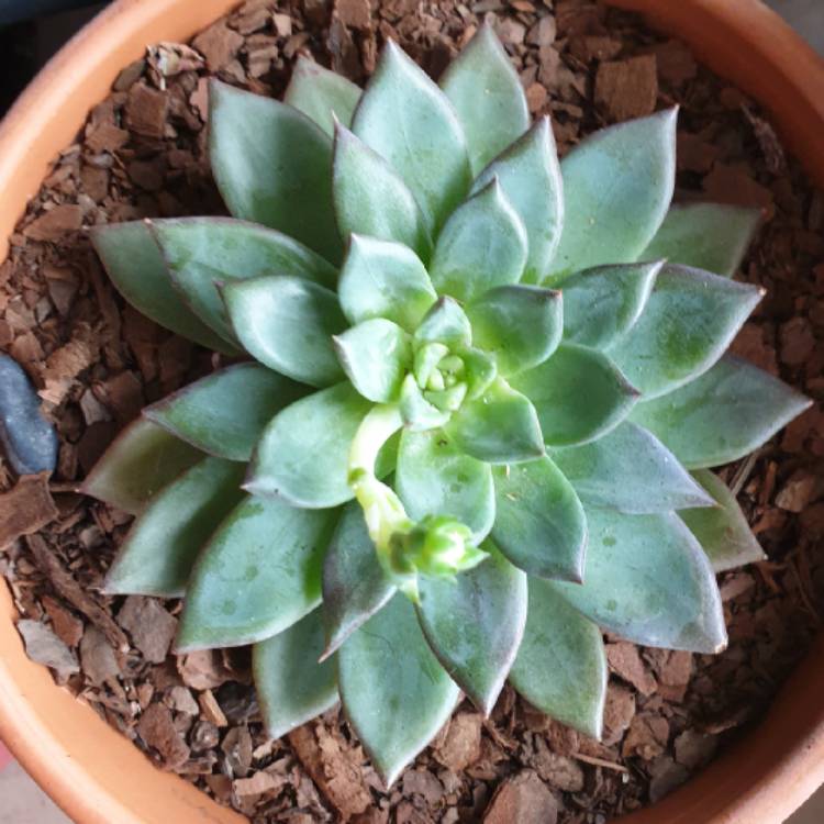 Plant image Echeveria Peacocki x Setosa