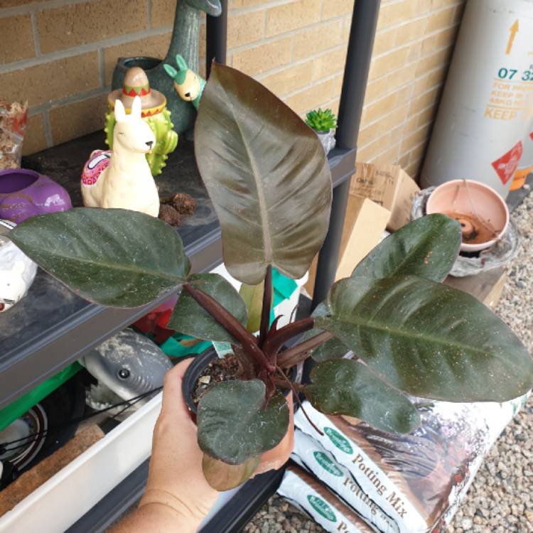 Plant image Philodendron 'Black Cardinal' syn. Philodendron erubescens 'Black Cardinal'