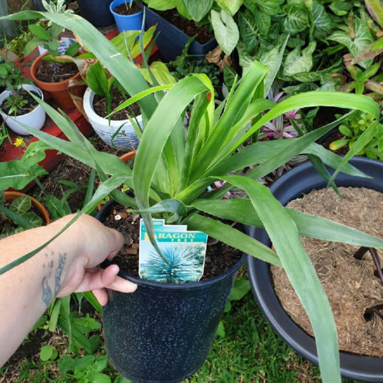 Plant image Dracaena Draco