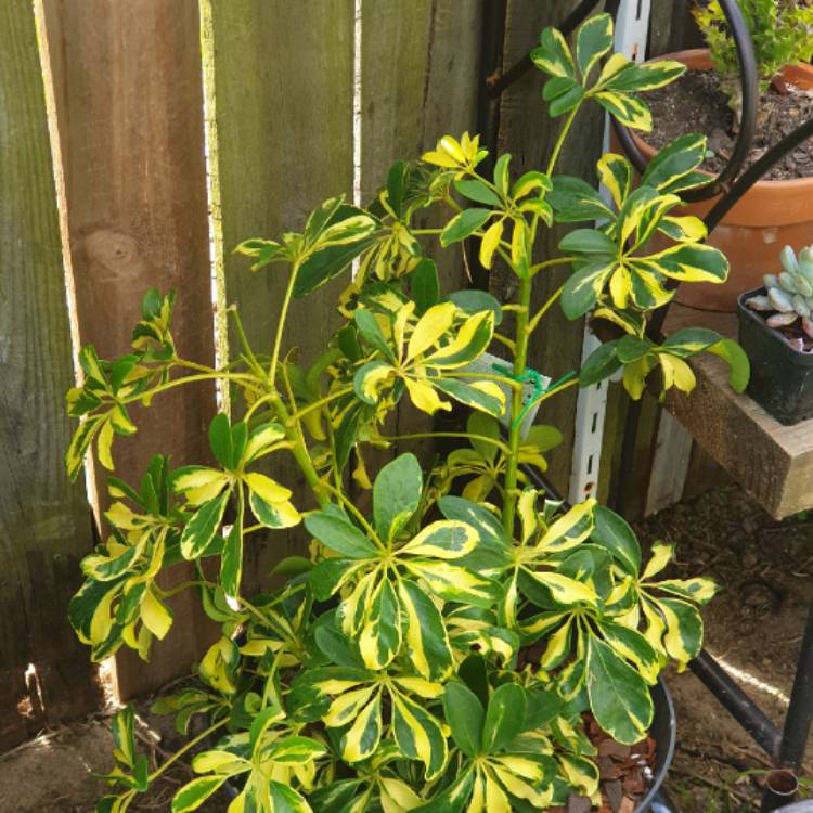 Plant image Schefflera Arboricola 'Jacqueline'