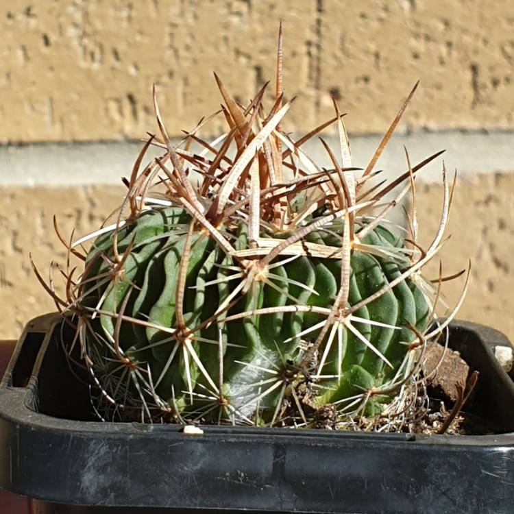 Plant image Stenocactus phyllacanthus syn.Stenocactus tricuspidatus