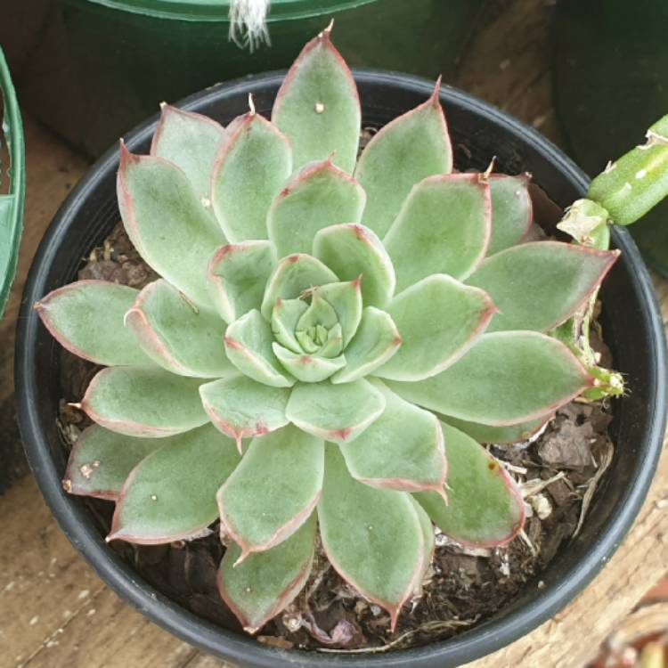 Plant image Echeveria Sagitta