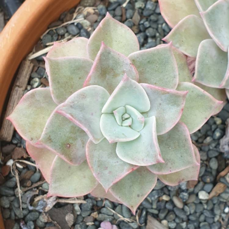 plant image 1383406