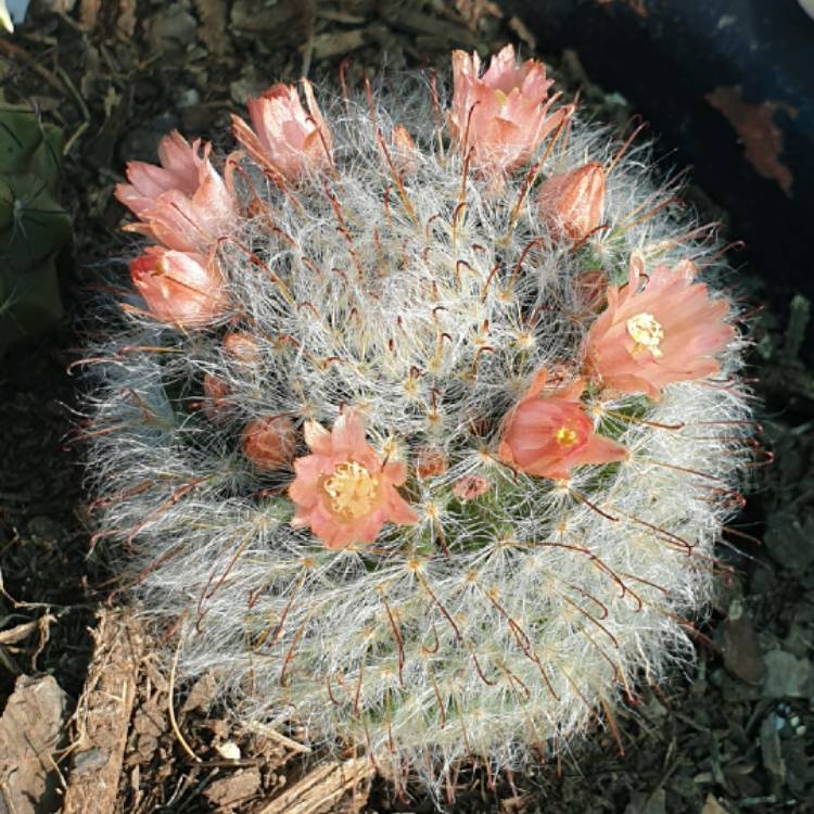 Plant image Mammillaria bocasana