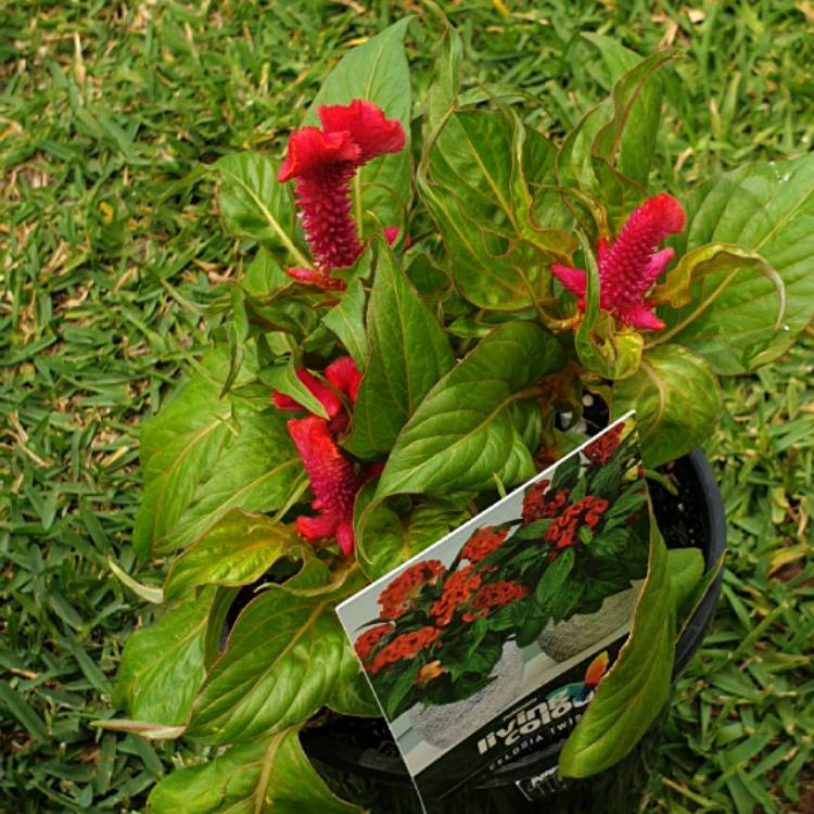 Plant image Celosia Cristata